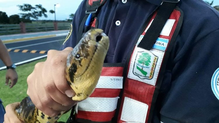 Policías rescataron a una enorme curiyú en la costanera