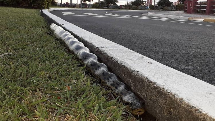 Policías rescataron a una enorme curiyú en la costanera