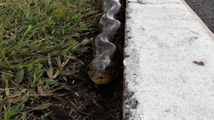 Policías rescataron a una enorme curiyú en la costanera