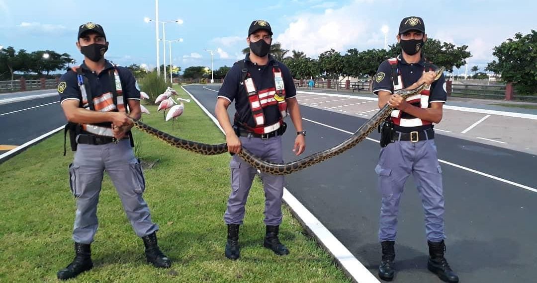 Policías rescataron a una enorme curiyú en la costanera