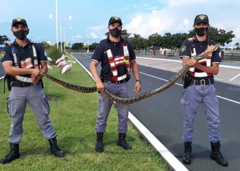 Policías rescataron a una enorme curiyú en la costanera