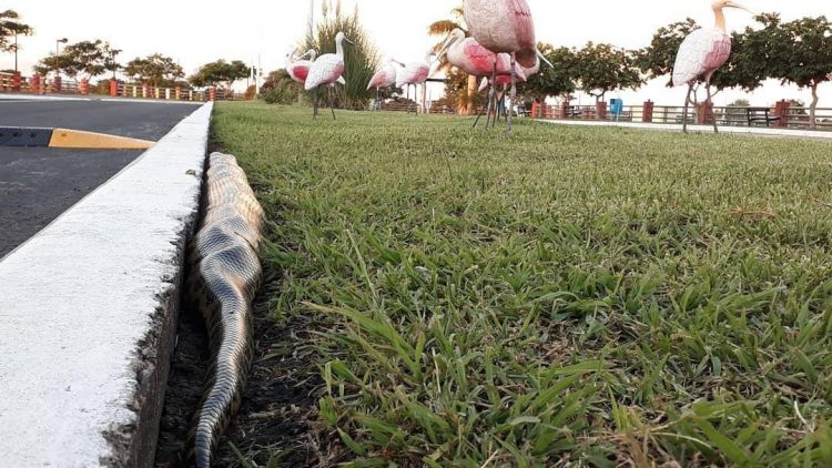 Policías rescataron a una enorme curiyú en la costanera