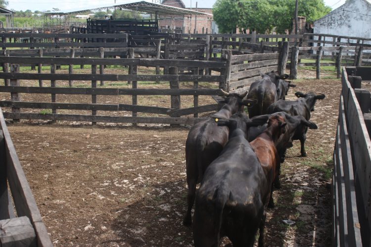 Se viene la edición 40 de la Fiesta Provincial del Ternero y Novillito Formoseño