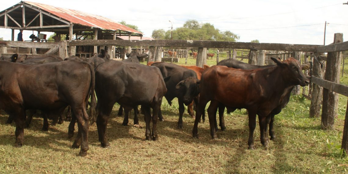 Se viene la edición 40 de la Fiesta Provincial del Ternero y Novillito Formoseño