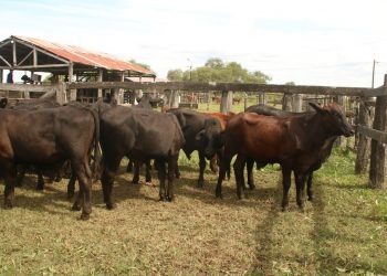 Se viene la edición 40 de la Fiesta Provincial del Ternero y Novillito Formoseño