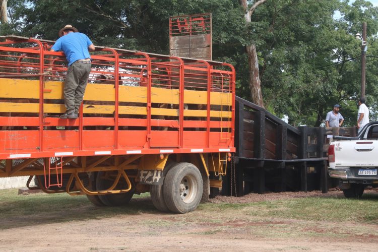 Se viene la edición 40 de la Fiesta Provincial del Ternero y Novillito Formoseño