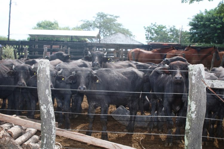 Se viene la edición 40 de la Fiesta Provincial del Ternero y Novillito Formoseño