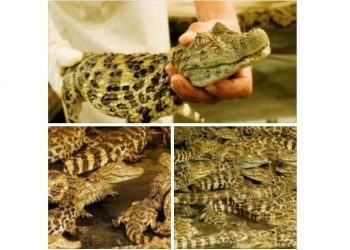 Frigorífico de caimanes aportó casi 3 toneladas de carne al mercado interno en 2020