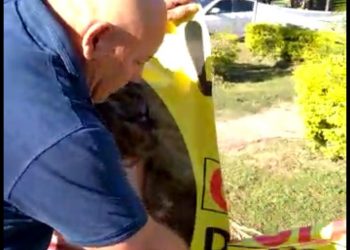 Diputado Carbajal se filmó rompiendo carteles que atacan a la oposición