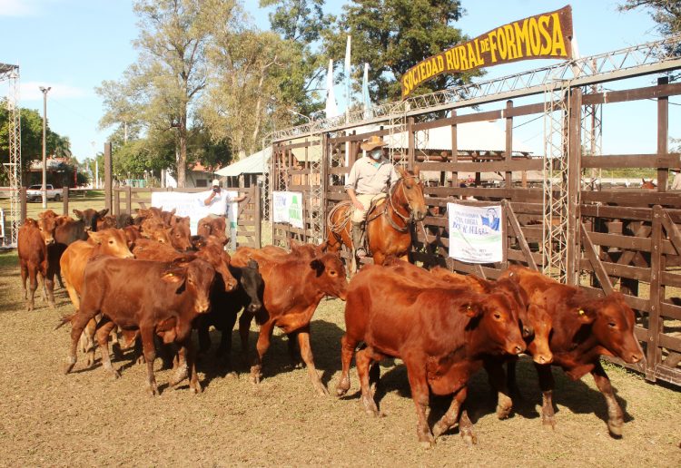 Productores formoseños rechazan el cierre de la exportación de carne