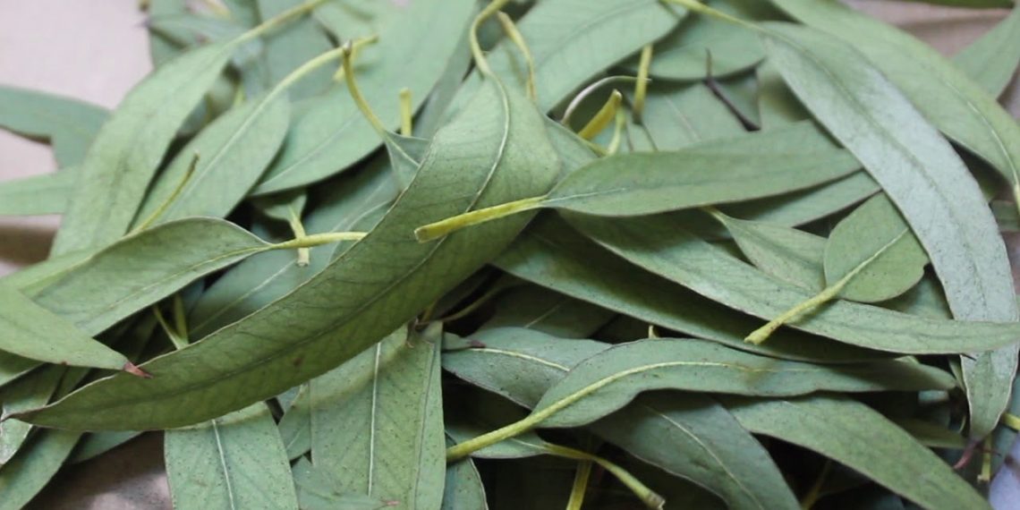 El eucaliptus no previene o elimina el coronavirus, pero sí ayuda a combatir sus síntomas