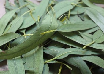 El eucaliptus no previene o elimina el coronavirus, pero sí ayuda a combatir sus síntomas