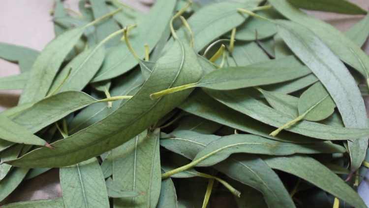 El eucaliptus no previene o elimina el coronavirus, pero sí ayuda a combatir sus síntomas