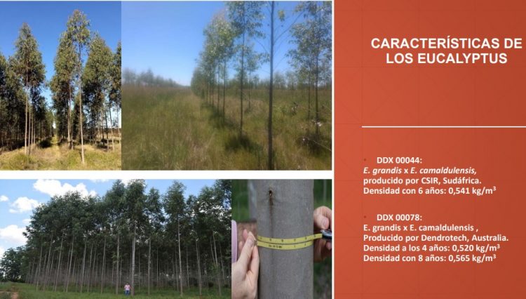 Unitán impulsa su plan de forestación intensiva de quebracho colorado