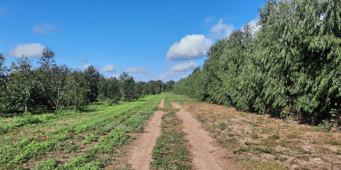 Unitán impulsa su plan de forestación intensiva de quebracho colorado