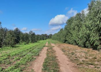 Unitán impulsa su plan de forestación intensiva de quebracho colorado