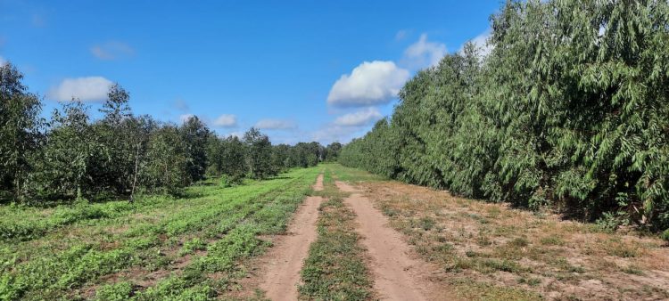 Unitán impulsa su plan de forestación intensiva de quebracho colorado