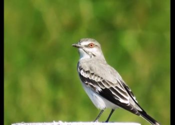 Arranca el taller de introducción a la fotografía de naturaleza