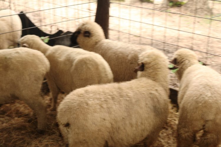 El lunes 30 se presenta oficialmente la Expo Rural Formosa 2021