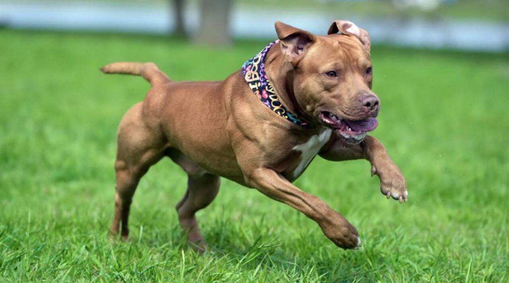 Pitbull desconoció a su dueña y la atacó