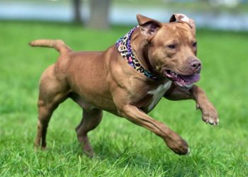 Pitbull desconoció a su dueña y la atacó