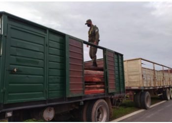 Gendarmería incautó 8 toneladas de madera sin documentación respaldatoria