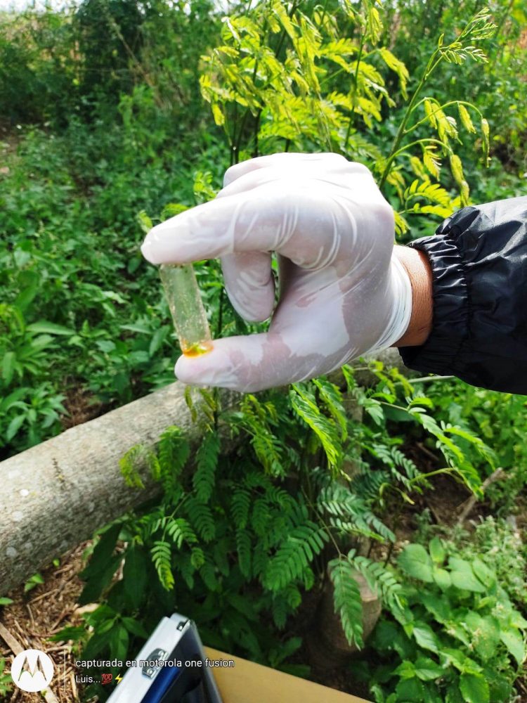 Hallaron plantines de marihuana en una chacra de Güemes