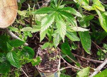 Hallaron plantines de marihuana en una chacra de Güemes