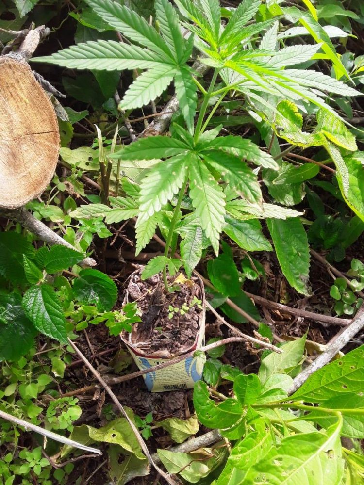 Hallaron plantines de marihuana en una chacra de Güemes