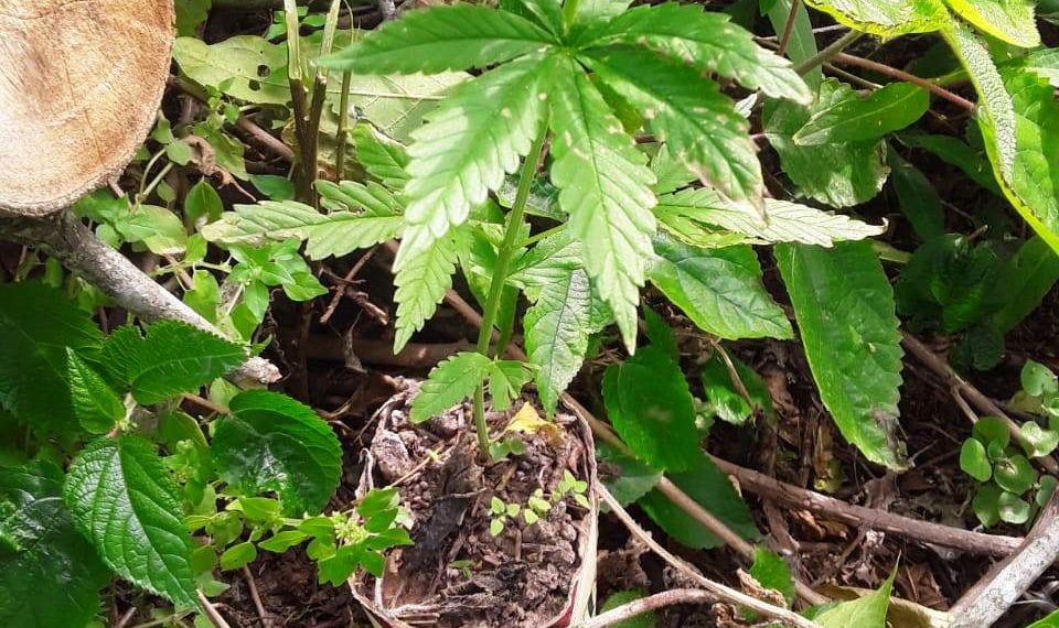 Hallaron plantines de marihuana en una chacra de Güemes