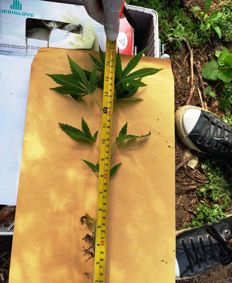 Hallaron plantines de marihuana en una chacra de Güemes