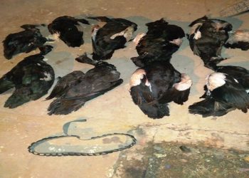 Detectan a varios cazadores furtivos con patos y un yacaré negro