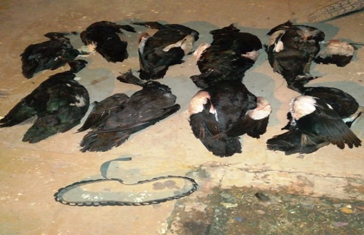 Detectan a varios cazadores furtivos con patos y un yacaré negro