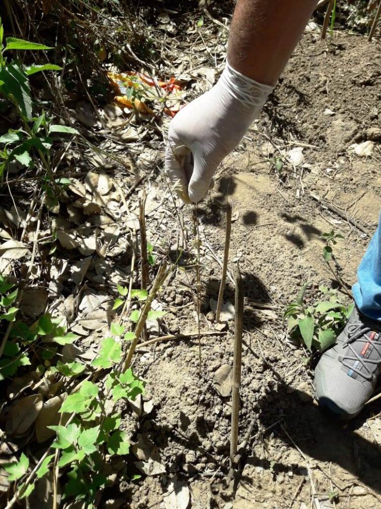 Policías y gendarmes frenaron la actividad ilícita de un “dealer”