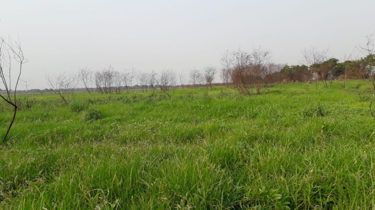 Luego de los incendios, se recupera el humedal del Riacho Formosa