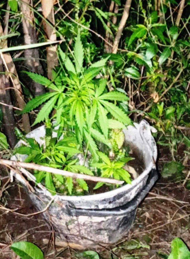 Pirané: Recuperan costosa moto y encuentran plantines de marihuana junto al domicilio del sospechoso