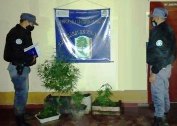 Por violento, un hombre se quedó sin su mujer y perdió sus plantines de marihuana