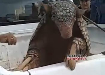 Rescataron un tatú carreta y lo entregarán a Fauna de Formosa