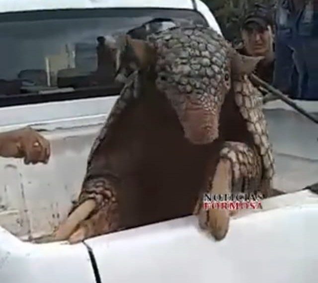 Rescataron un tatú carreta y lo entregarán a Fauna de Formosa