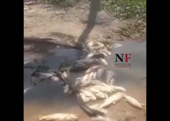 Extensa veda intenta proteger el recurso íctico afectado por la bajante