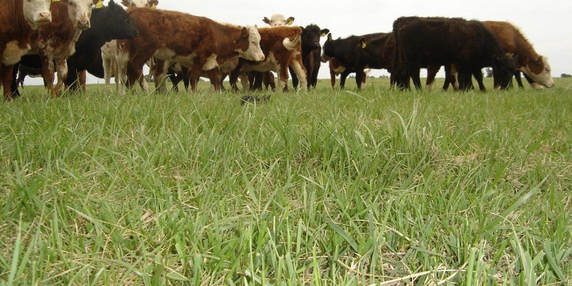 Productor ganadero de Laguna Blanca logra una tonelada de carne por hectárea