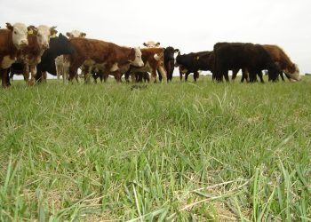 Productor ganadero de Laguna Blanca logra una tonelada de carne por hectárea