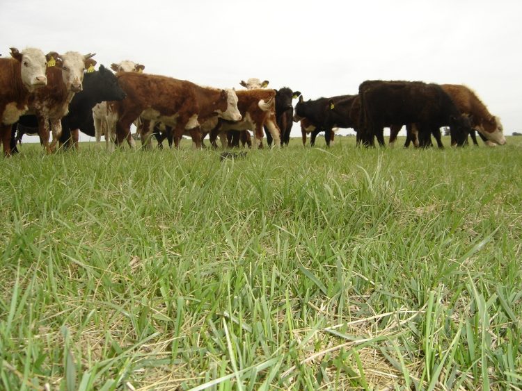 Productor ganadero de Laguna Blanca logra una tonelada de carne por hectárea