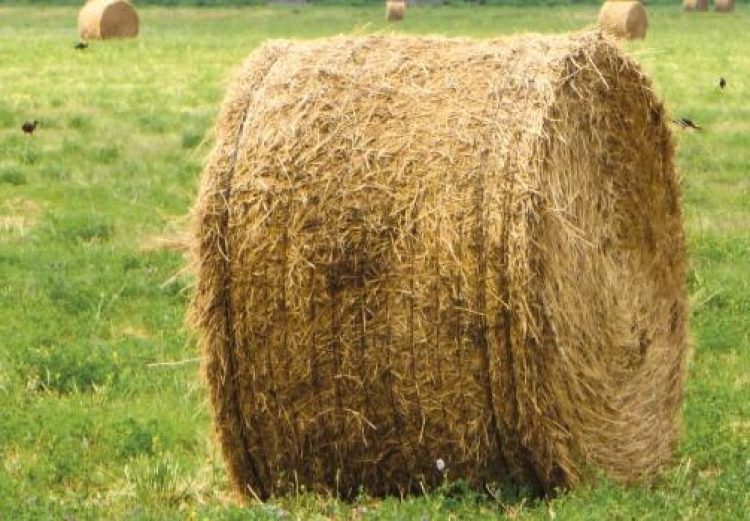 Productor ganadero de Laguna Blanca logra una tonelada de carne por hectárea