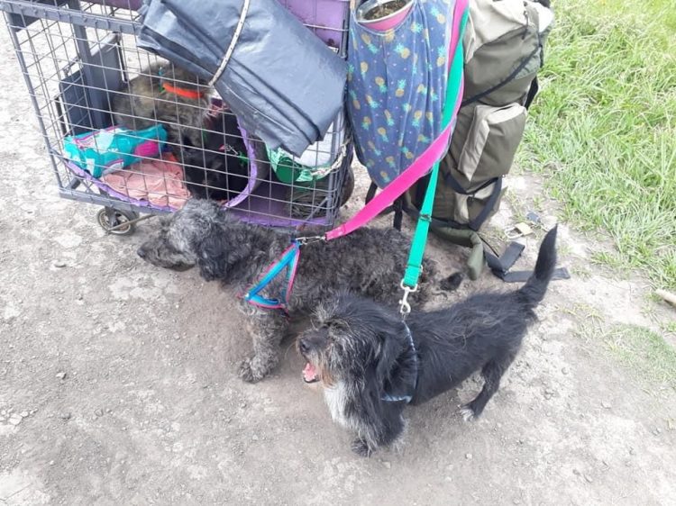 Viajan caminando y “a dedo” desde Chaco a Santa Cruz para no abandonar sus mascotas