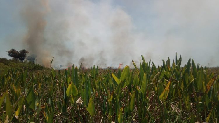 Quema incontrolada de pastizales obligó al cierre de un sector del parque nacional Río Pilcomayo