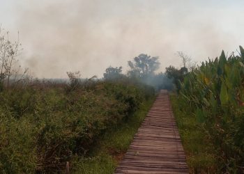 Quema incontrolada de pastizales obligó al cierre de un sector del parque nacional Río Pilcomayo