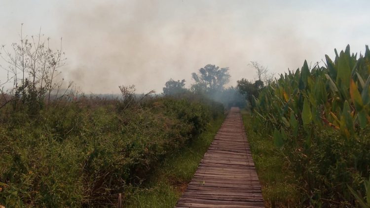 Quema incontrolada de pastizales obligó al cierre de un sector del parque nacional Río Pilcomayo