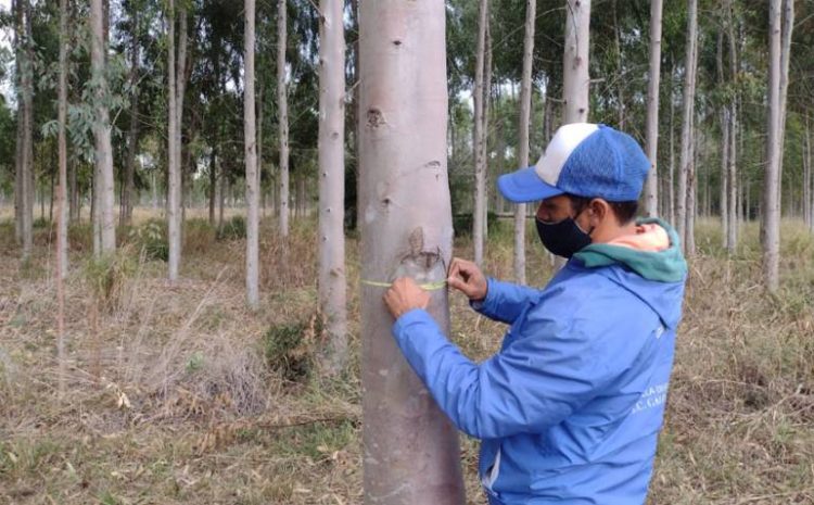 Las forestaciones de Unitán certificarán Bonos de Carbono en el 2022