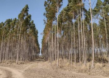 Las forestaciones de Unitán certificarán Bonos de Carbono en el 2022